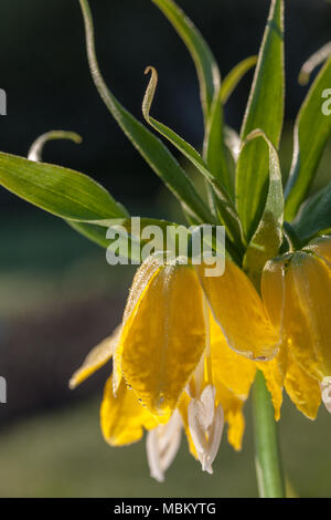 'Lutea' couronne impériale, Kejsarkrona, (Fritillaria imperialis) Banque D'Images