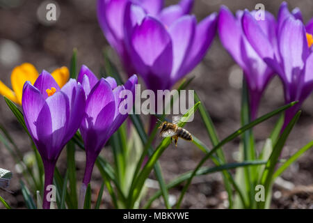 Vårkrokus au printemps, crocus (Crocus vernus) Banque D'Images