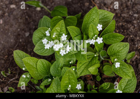 'Alba' Navelwort rampante, Ormöga, (Omphalodes verna) Banque D'Images