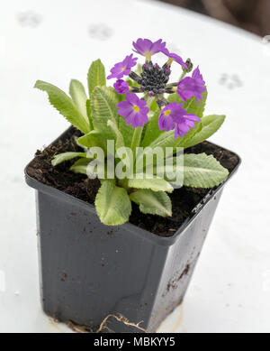 'Cashmeriana' Drumstick primrose, Bollviva (Primula denticulata) Banque D'Images