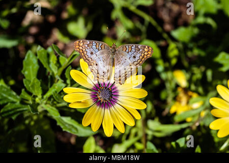 Paon blanc papillon sur fleur jaune, feuillage vert ; dans l'arrière-plan. Le désert de Sonora en Arizona. Banque D'Images