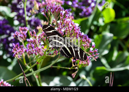 Zebra Longwing rayé papillon sur la mer pourpre fleurs de mousse, dans l'Arizona désert de Sonora. Banque D'Images