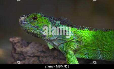 Sur une branche de l'iguane Banque D'Images