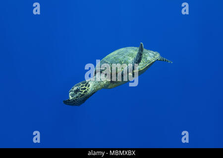 La tortue imbriquée (Eretmochelys imbricata) nage près de récifs coralliens dans l'eau bleue Banque D'Images