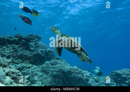 La tortue imbriquée (Eretmochelys imbricata) nage près de récifs coralliens dans l'eau bleue Banque D'Images