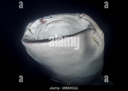 Portrait du requin-baleine (Rhincodon typus) Les plancton dans la nuit Banque D'Images