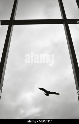 Silhouette d'un seul oiseau sur une fenêtre d'un immeuble moderne. Banque D'Images