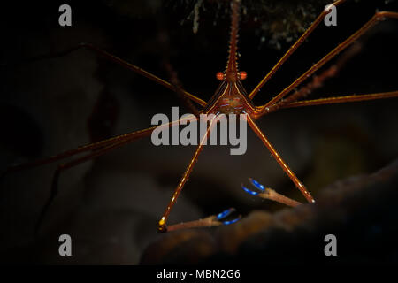 Crabe Flèche Yellowline (Stenorhyncus seticornis) sur le récif à Bonaire, Antilles néerlandaises Banque D'Images