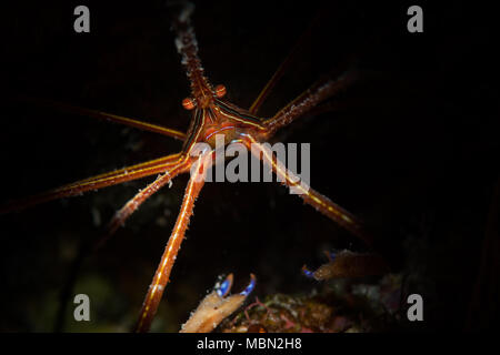 Crabe Flèche Yellowline (Stenorhyncus seticornis) sur le récif à Bonaire, Antilles néerlandaises Banque D'Images