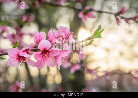 Belle floraison rose pêche fleurs sur les branches avec coucher du soleil orange blured arrière-plan. Arbre de printemps Avril Blossom. Banque D'Images