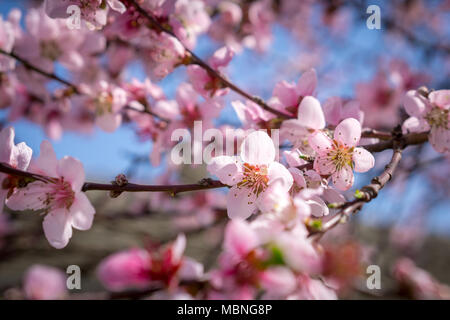 Belle floraison rose pêche fleurs sur les branches avec ciel bleu en arrière-plan. Arbre de printemps Avril Blossom. Banque D'Images