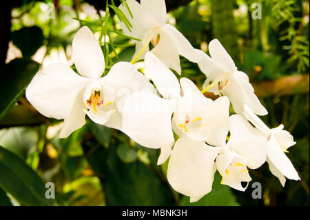 Orchidée blanche trouvés dans les régions tropicales des îles Philippines au cours de l'été. Naturellement belle des fleurs fraîches en Asie. Banque D'Images