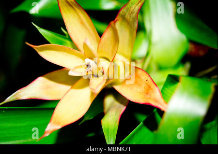 Fleur Orange trouvés dans les régions tropicales des îles Philippines au cours de l'été. Naturellement belle des fleurs fraîches en Asie. Banque D'Images