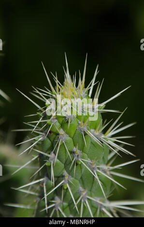Cactus épineux avec de longues épines dans l'isolement. Closeup détail des souches cactus hérissés Banque D'Images