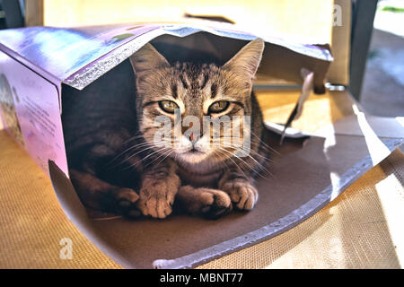 Vue rapprochée d'un chat dans une boîte Banque D'Images