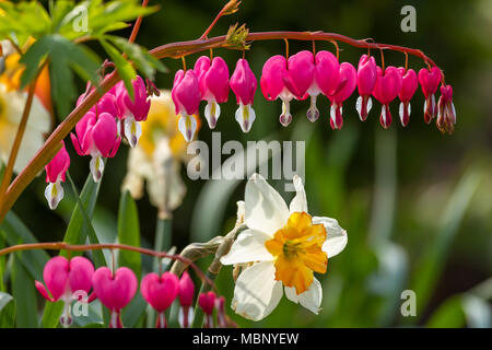 Fleurs en forme de coeur dans le jardin Banque D'Images