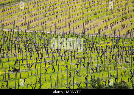 Paysage dans l'arrière-pays de l'île de Porquerolles avec le vert des vignobles et ses rangées Banque D'Images