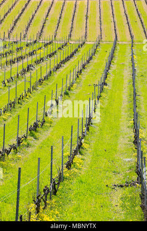 Paysage dans l'arrière-pays de l'île de Porquerolles avec le vert des vignobles et ses rangées Banque D'Images