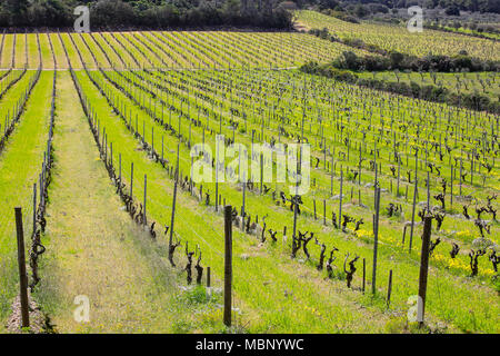 Paysage dans l'arrière-pays de l'île de Porquerolles avec le vert des vignobles et ses rangées Banque D'Images