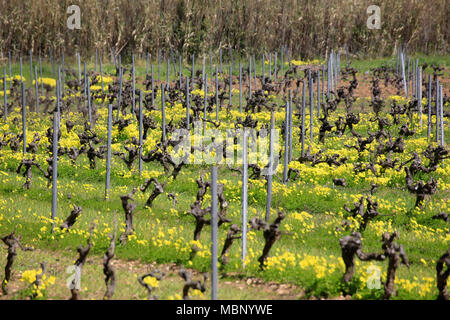 Paysage dans l'arrière-pays de l'île de Porquerolles avec le vert des vignobles et ses rangées Banque D'Images