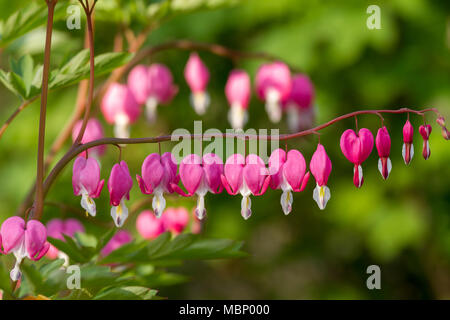 Fleurs en forme de coeur dans le jardin Banque D'Images