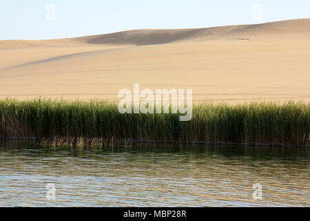 Une petite oasis d'eau douce entourée de roseaux et de dunes de sable dans le désert du Sahara, près de Siwa Banque D'Images