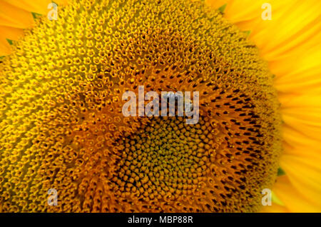 Close up d'un grand Tournesol jaune avec une abeille et pétales, peut être utilisé comme texture ou d'arrière-plan Banque D'Images