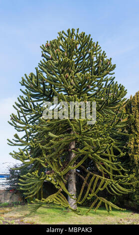 Arbre généalogique monkey puzzle (Araucaria araucana) au printemps au Royaume-Uni contre le ciel bleu. Banque D'Images