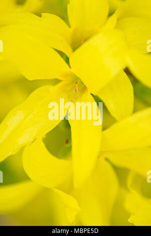 Un plan macro de fleurs de Forsythia. Banque D'Images