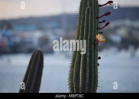 Cactus candélabres (Jasminocereus thouarsii) floraison sur la côte, en arrière-plan. Banque D'Images