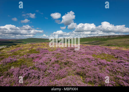 Fleurs de bruyère sur les Maures au-dessous de Stanage Edge près de Hathersage dans le parc national de Peak District, Derbyshire, Angleterre. Banque D'Images