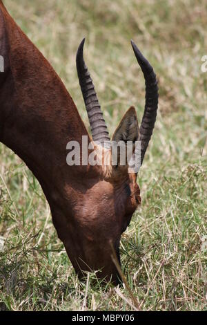 Profil de l'Antilope Topi pâturage Banque D'Images