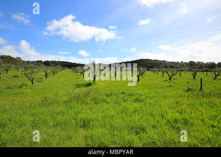 Le livre vert de l'arrière-pays rural et l'île de Porquerolles avec ses prés, sa végétation et ses vignes Banque D'Images