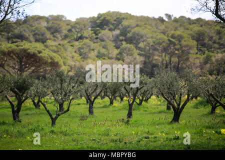 Le livre vert de l'arrière-pays rural et l'île de Porquerolles avec ses prés, sa végétation et ses vignes Banque D'Images