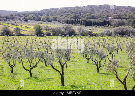 Photos prises sur le paysage verdoyant de l'arrière-pays de l'île de Porquerolles balade à travers les oliviers et les vignes Banque D'Images