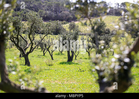 Photos prises sur le paysage verdoyant de l'arrière-pays de l'île de Porquerolles balade à travers les oliviers et les vignes Banque D'Images