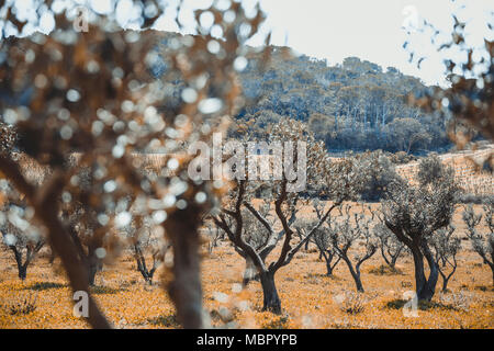 Photos prises sur le paysage verdoyant de l'arrière-pays de l'île de Porquerolles balade à travers les oliviers et les vignes Banque D'Images