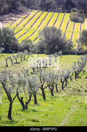 Photos prises sur le paysage verdoyant de l'arrière-pays de l'île de Porquerolles balade à travers les oliviers et les vignes Banque D'Images