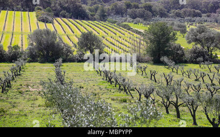 Photos prises sur le paysage verdoyant de l'arrière-pays de l'île de Porquerolles balade à travers les oliviers et les vignes Banque D'Images