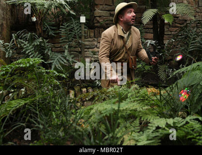 L'acteur Jason Parkes joue le collectionneur d'usine « E. H. Wilson' à la réouverture officielle du Ravine tropical dans les jardins botaniques de Belfast après une rénovation de 3,8 M£. Banque D'Images