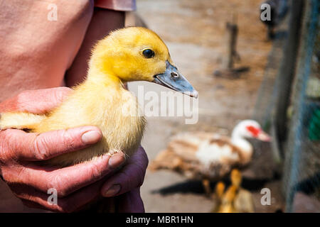 Petit canard jaune dans les mains de femme-agriculteur. Banque D'Images