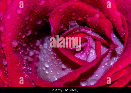 Plan macro sur une belle rose rouge après un jour de pluie, pleine de gouttes Banque D'Images