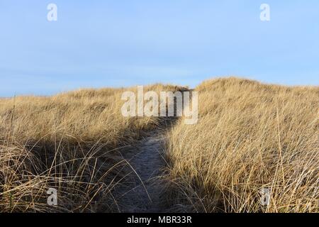 Les herbiers de chemin d'accès à la mer Banque D'Images