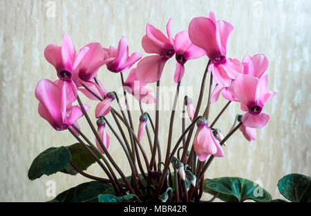 Sur fond vert clair, fleurs de cyclamen rose vif entourée de feuilles vertes. Banque D'Images