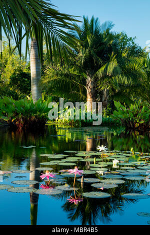 Nymphaeaceae - nénuphars dans un étang au Jardin botanique de Naples, Naples, Florida, USA Banque D'Images