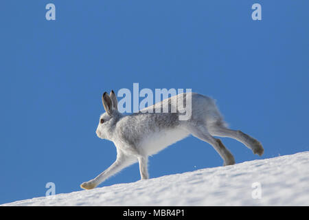 Lièvre lièvre / Alpine / neige hare (Lepus timidus) à pelage d'hiver en marche dans la neige vers le bas de la pente de montagne Banque D'Images