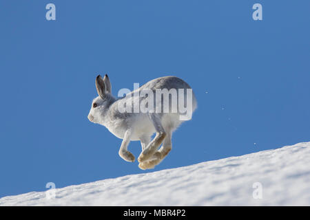 Lièvre lièvre / Alpine / neige hare (Lepus timidus) à pelage d'hiver en marche dans la neige vers le bas de la pente de montagne Banque D'Images