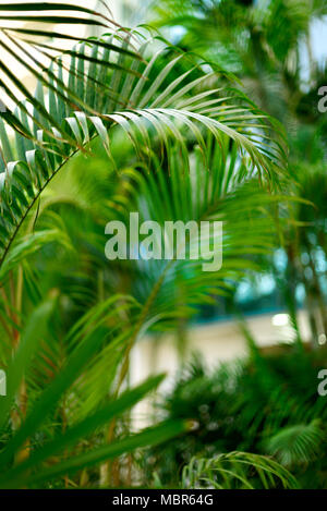 Vert Tropical palmiers arrière-plan. L'été, vacances et voyage concept avec copie espace. Les feuilles de palmier et des branches. Banque D'Images