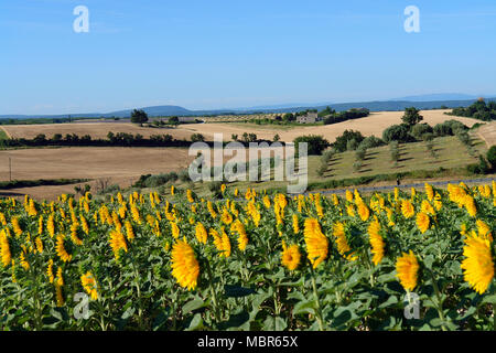 Champs de tournesols et de lavande à Valensole Banque D'Images