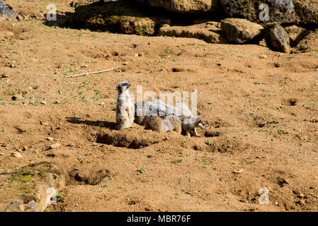 Meerkat est assis et regarde autour - funny animal - Beale Park Royaume-uni - 25.03.2017 Banque D'Images